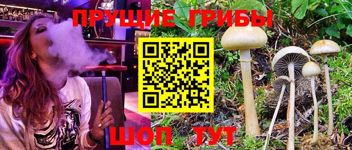 Псилоцибиновые грибы Psilocybine cubensis Пермь